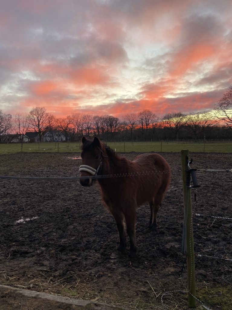 En häst tar det lugnt under en delvis glödande himel. 