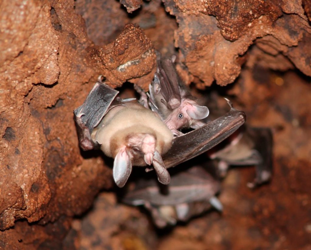 Fladdermöss i sitt bo