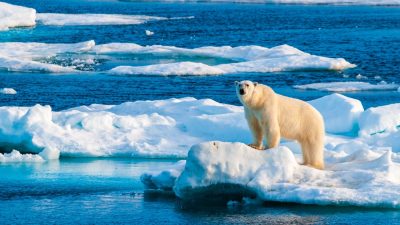 Isbjörn